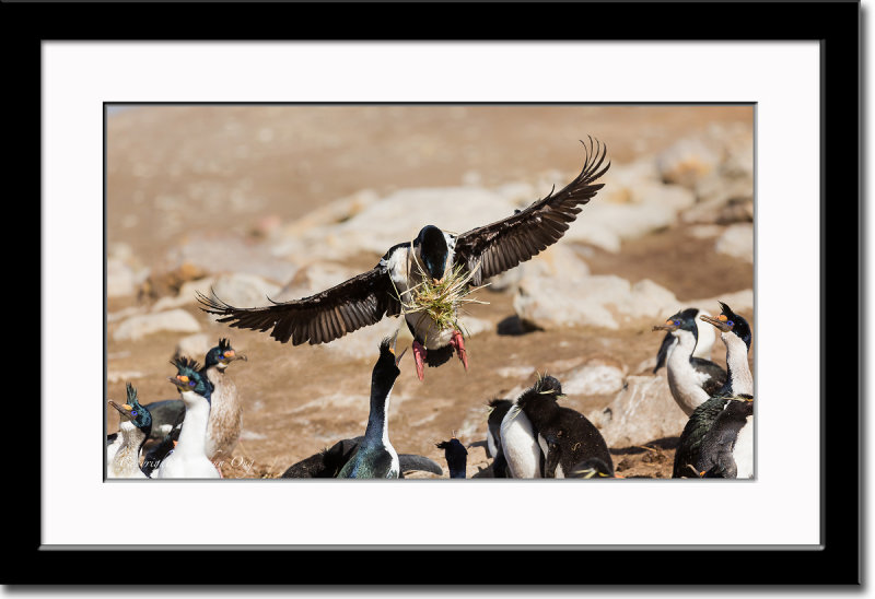 Delivering Nesting Material While Others Looked On