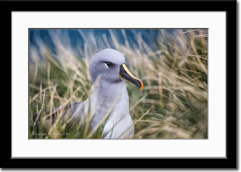 Nesting Grey-Headed Albatross