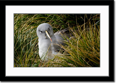 A Fierce Looking Grey-Headed Albatross
