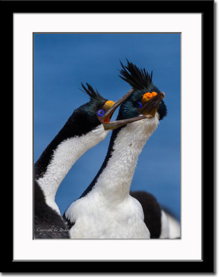 Cormorants (Shags) Showing Affection to Each Other