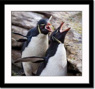 Scary Looking Rockhopper Penguins