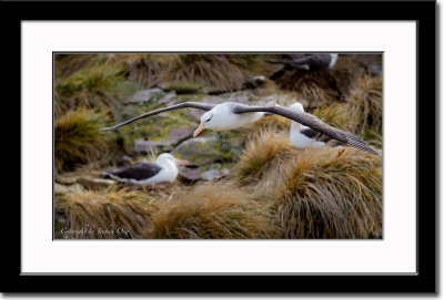 A Gliding Black-Browed Albatross