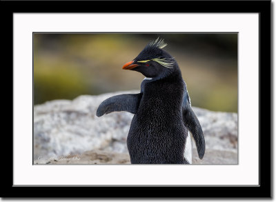 Cute Pose of a Rockhopper Penguin