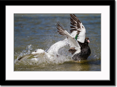 A Pair of Kelp Geese