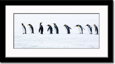 The March of the Penguins