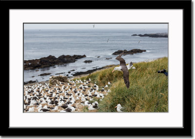 A Black-Browed Albatross Colony Near the Waterfront