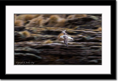 A Streaking Albatross