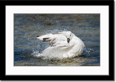 A White Kelp Goose Enjoying the Water