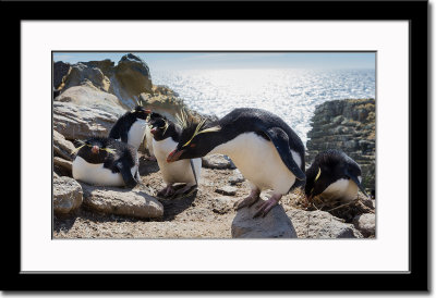 Rockhopper Penguin Couple