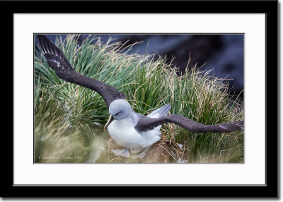 Nesting Grey-Headed Albatross