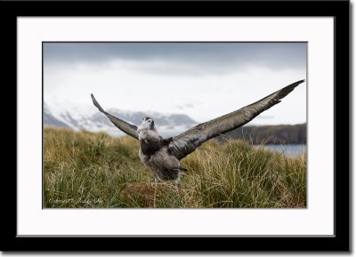 Wandering Albatross Chick