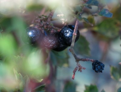 11.1.12, blurred berries, Canon G15.JPG