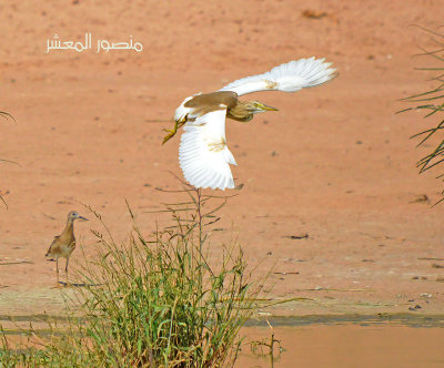 Squacco Heron.jpg