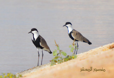 Spur Winged  Plover.jpg