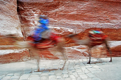 Camels on the move.jpg
