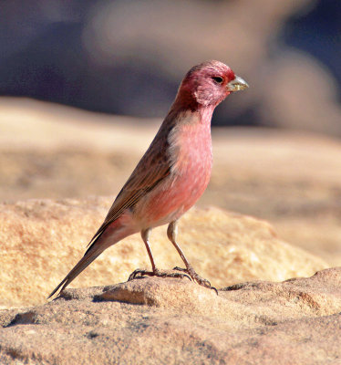 Sinai Rosefinch.jpg