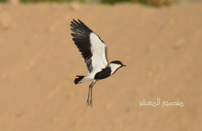 Spur Winged  Plover.jpg