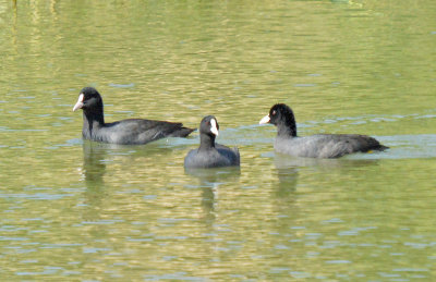 Birds from Jordan