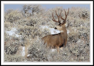 Mule Deer