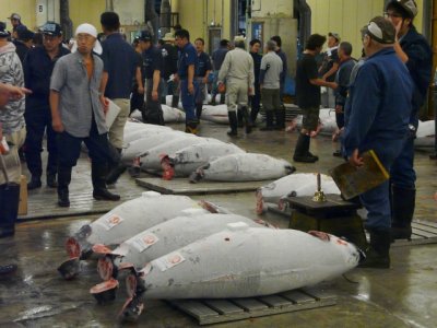 Tuna Auction