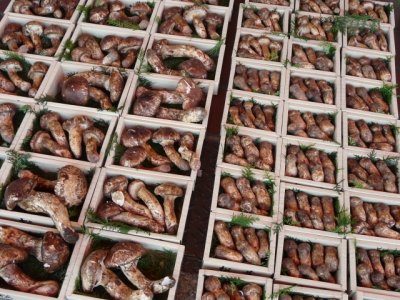 Expensive Mushrooms