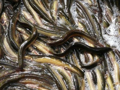 Live Eels
