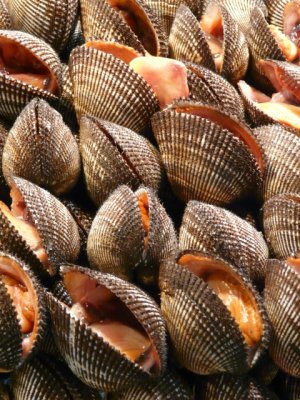 Clams