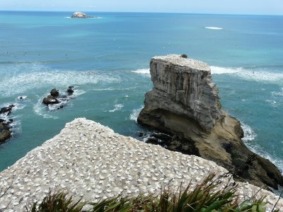 Gannet Colony at Muriwai