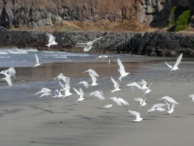 Terns on Okains Bay