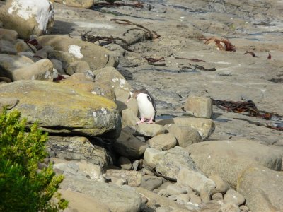 Yellow Eyed Penguin.  We saw Blue ones as well.