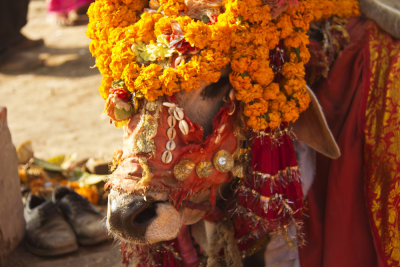 Decorated calf.jpg