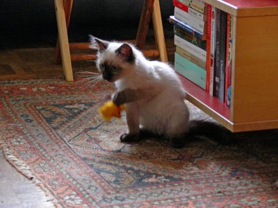Noodles with toy