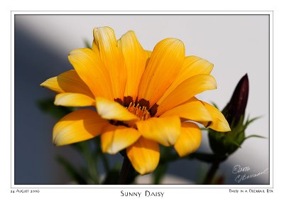 24Aug06 Sunny Daisy - 13369