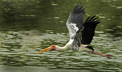 Painted stork