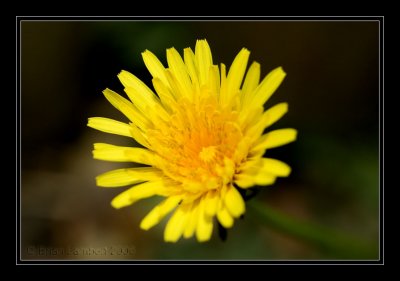 IMG_1639  Dandelion