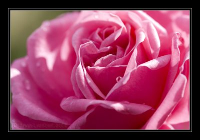 IMG_1766  Rose 'Fuschia Pink'