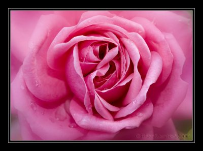 IMG_1792 Rose  'Fuschia Pink'