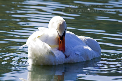 Swan