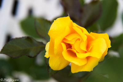 Special Yellow Rose.jpg