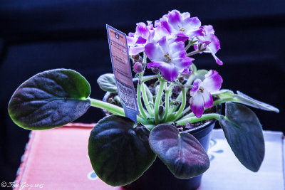 Nan's African Violet.jpg