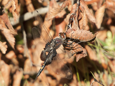 Black Saddlebags - Tramea lacerata