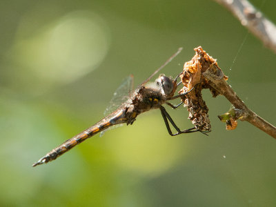 Dot-winged Baskettail