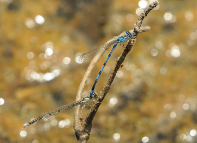 Double-striped Bluet