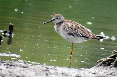 Sandpipers - Photos are Digi-scoped