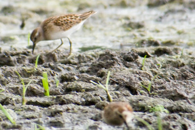 Sandpipers - Photos are Digi-scoped