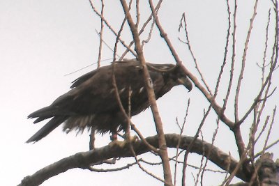 Immature Bald Eagle -with transmitter -  digiscoped