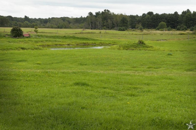 Oasis