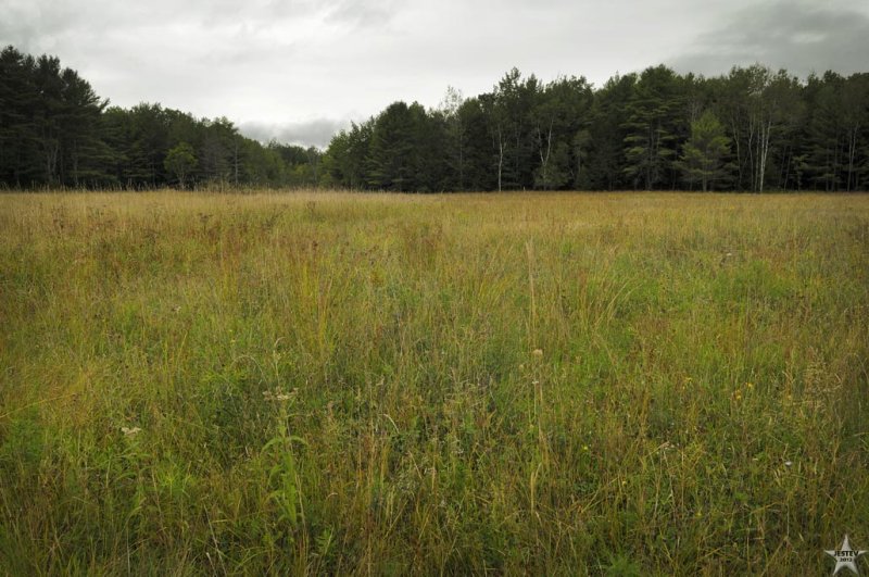 Field