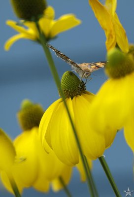 Monarch Moth