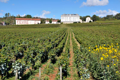 Burgundy vinyards